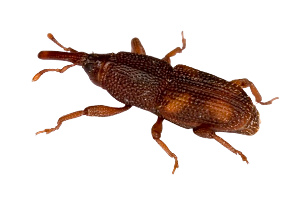 Gorgojo acuático