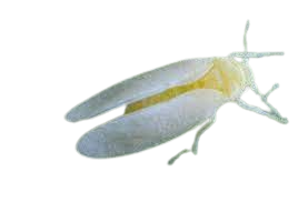 Mosca blanca