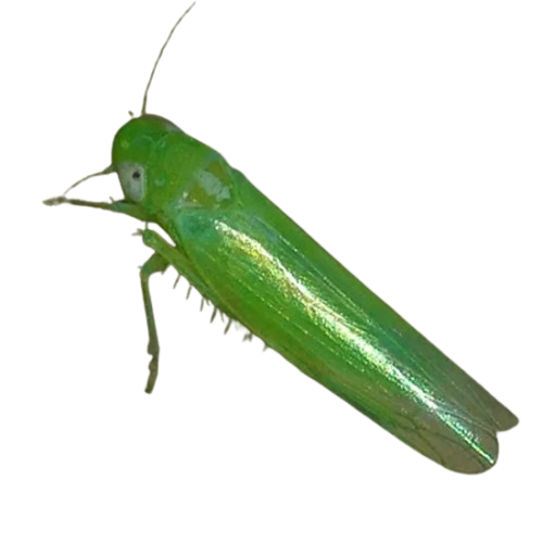 Mosquito verde