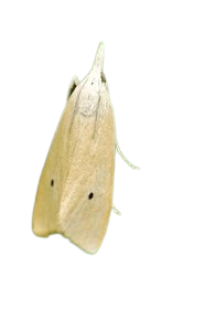 Polilla del tallo