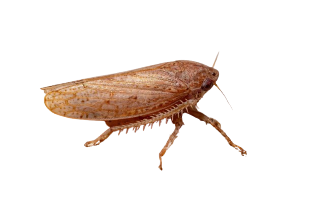 Saltahojas marrón